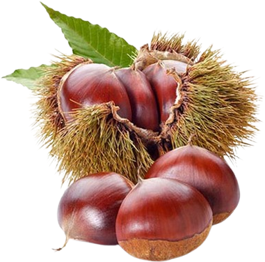 acmelivia left page chestnut i